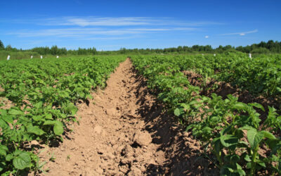 Interview Mario Versendaal met boerenbusiness over aardappelcontracten en extreme droogte